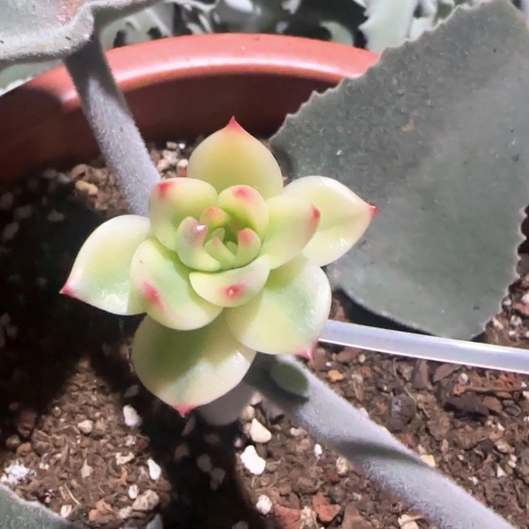 梧***下梧桐树下 多肉植物