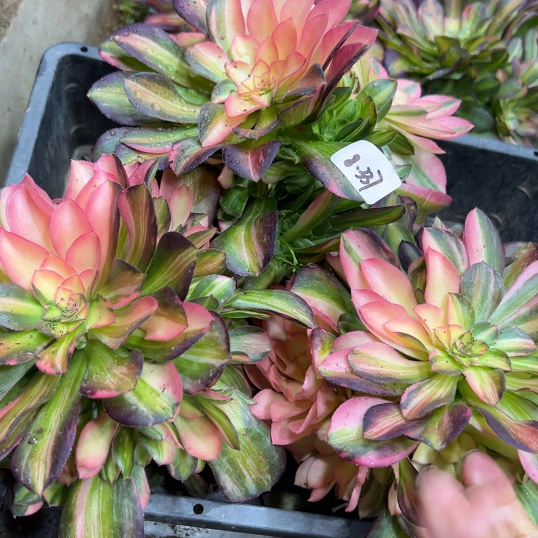 337流星雨阴阳38一颗