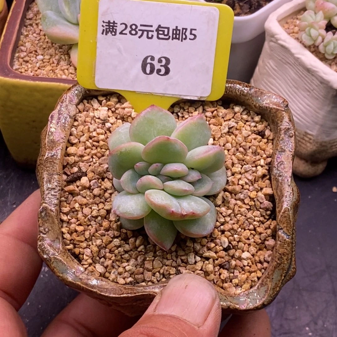 跳*虫563泡芙缀多肉植物……