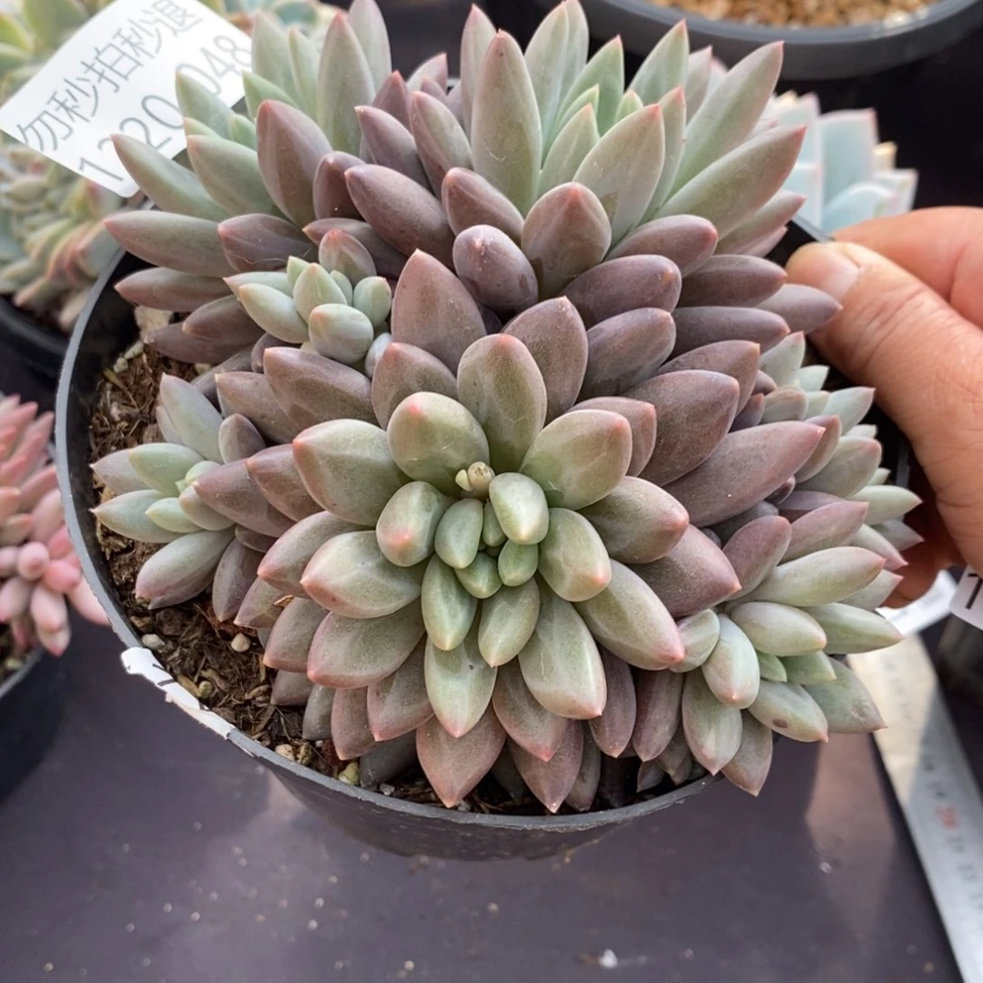 两单包邮1220-48红蜻蜓