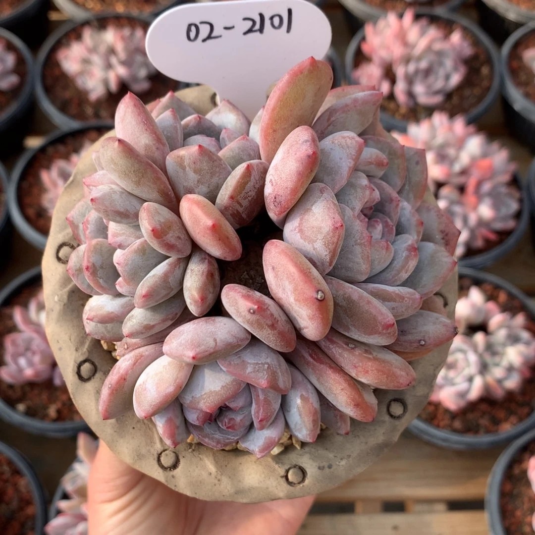 2101 星影石榴籽 群生老桩 福利