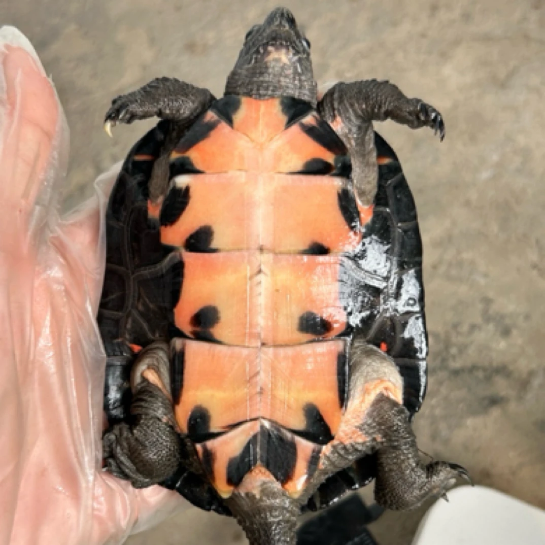 海南黑颈公龟11cm