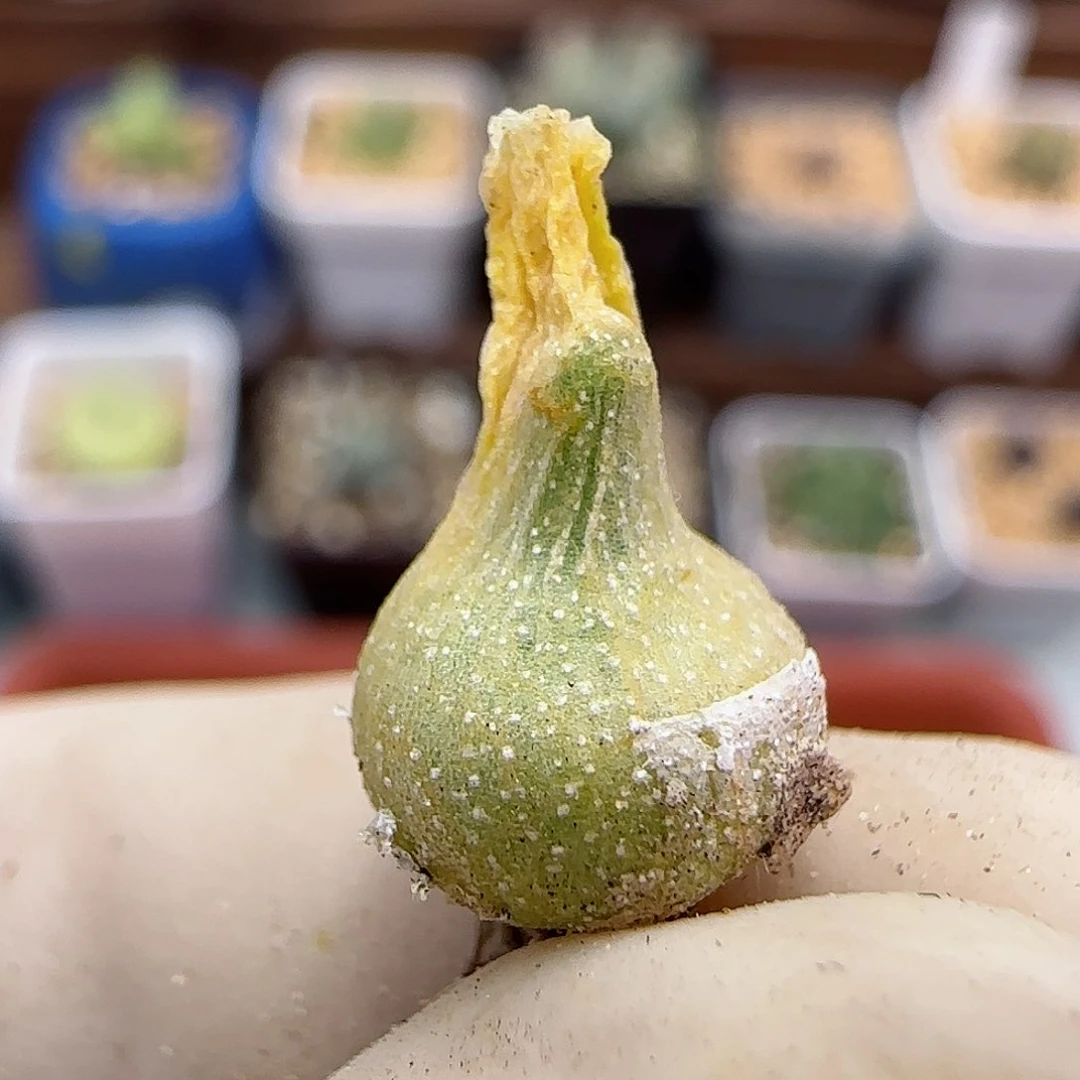 429园艺小葫芦福利