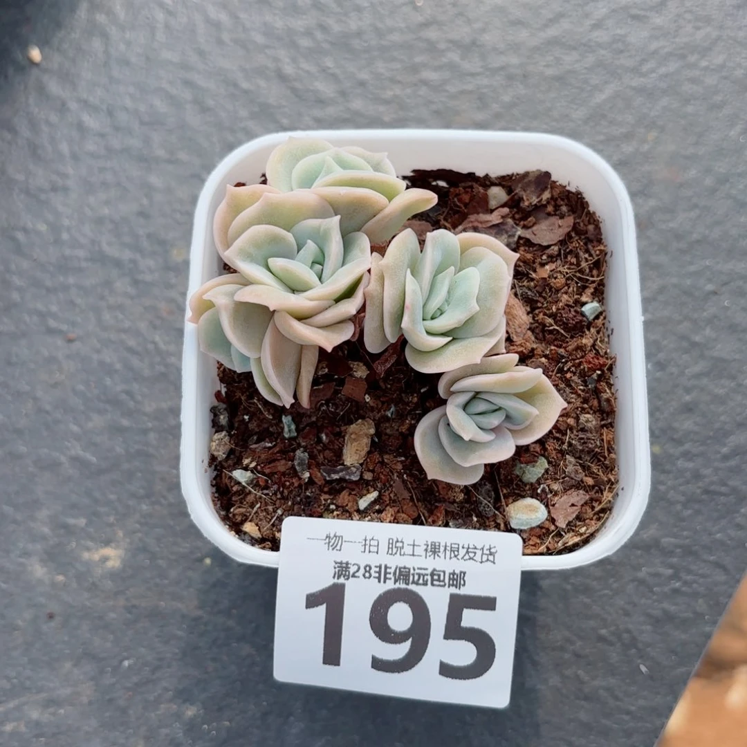 可爱玫瑰多肉多肉多肉