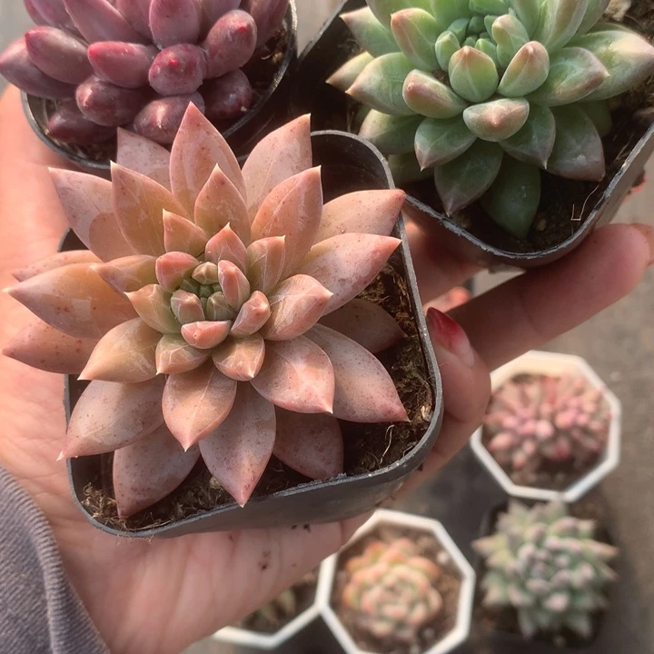 虞美人。绿钻美人。青提美人。包邮