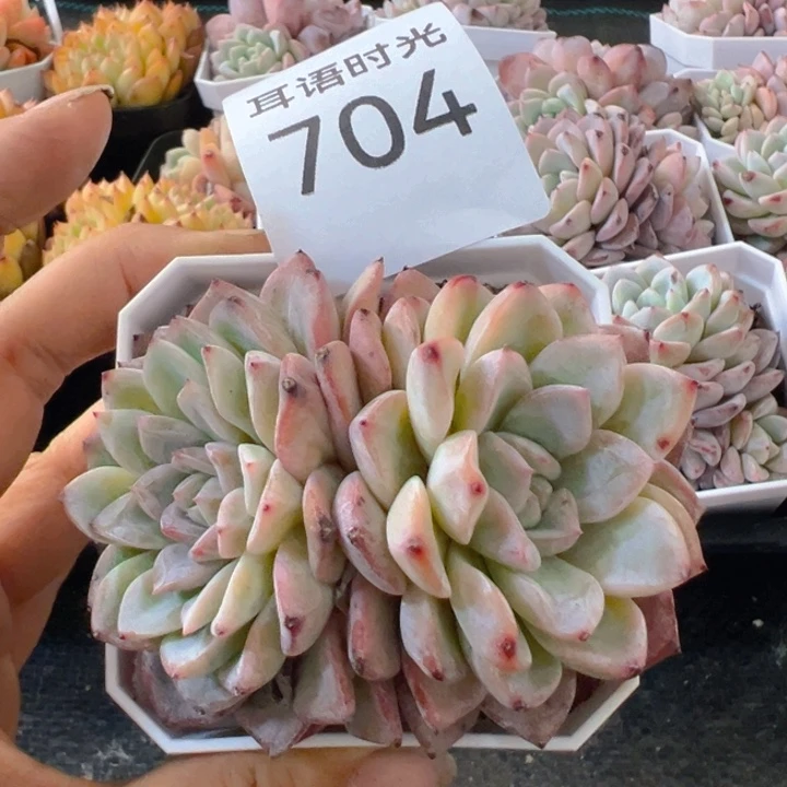 704，维特，双头，带盆带土发货