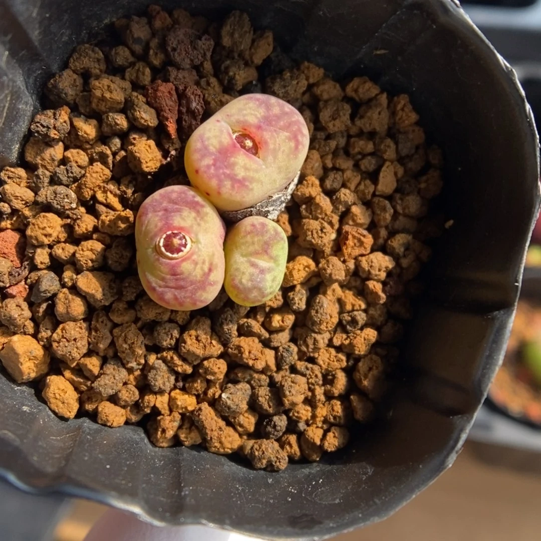 多肉植物肉锥杂交K-4874 墨杂