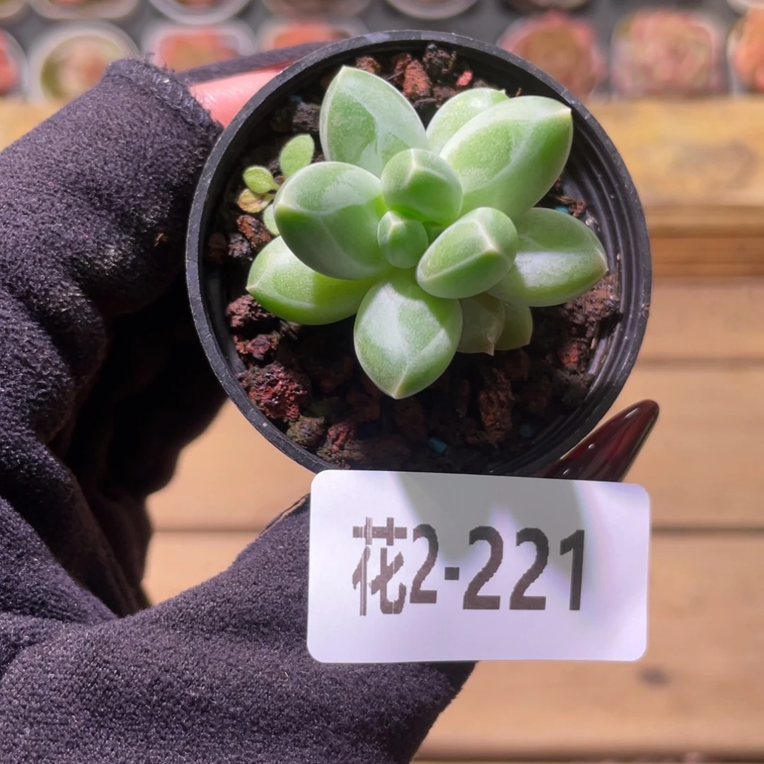 花利美2-221小钢炮