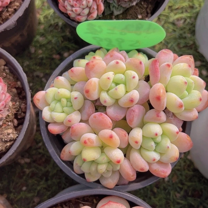 健健康康平平安安