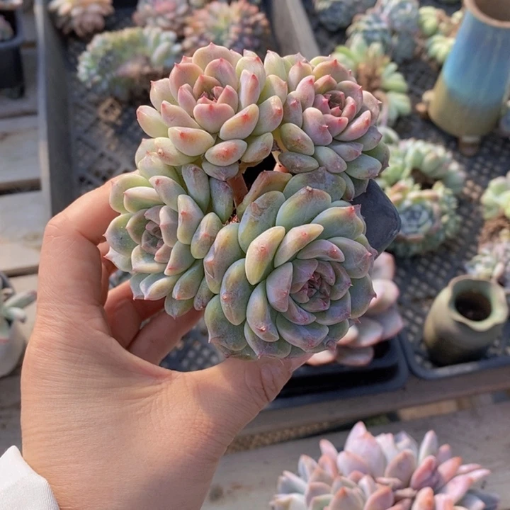 冰魄老桩群一颗1111