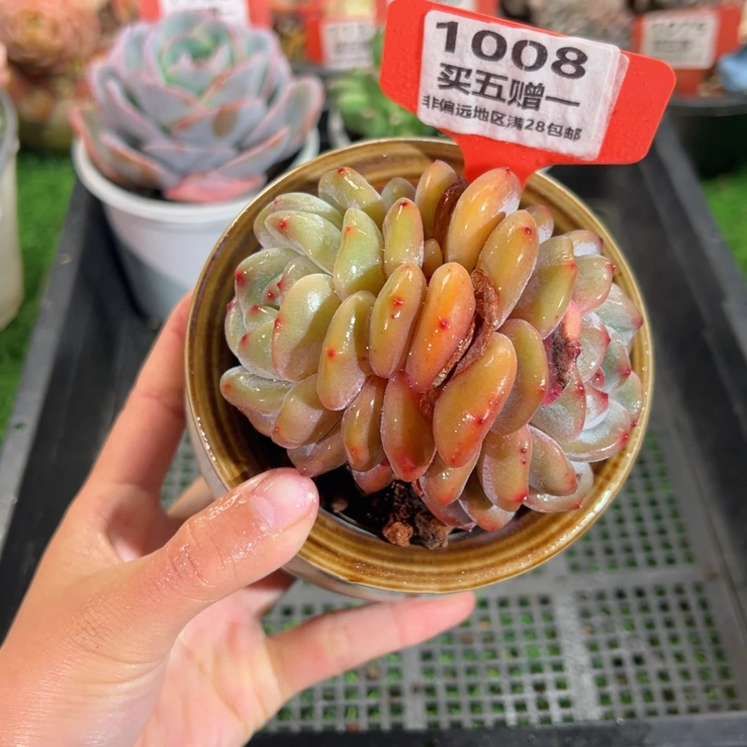 表妹精品多肉1008.