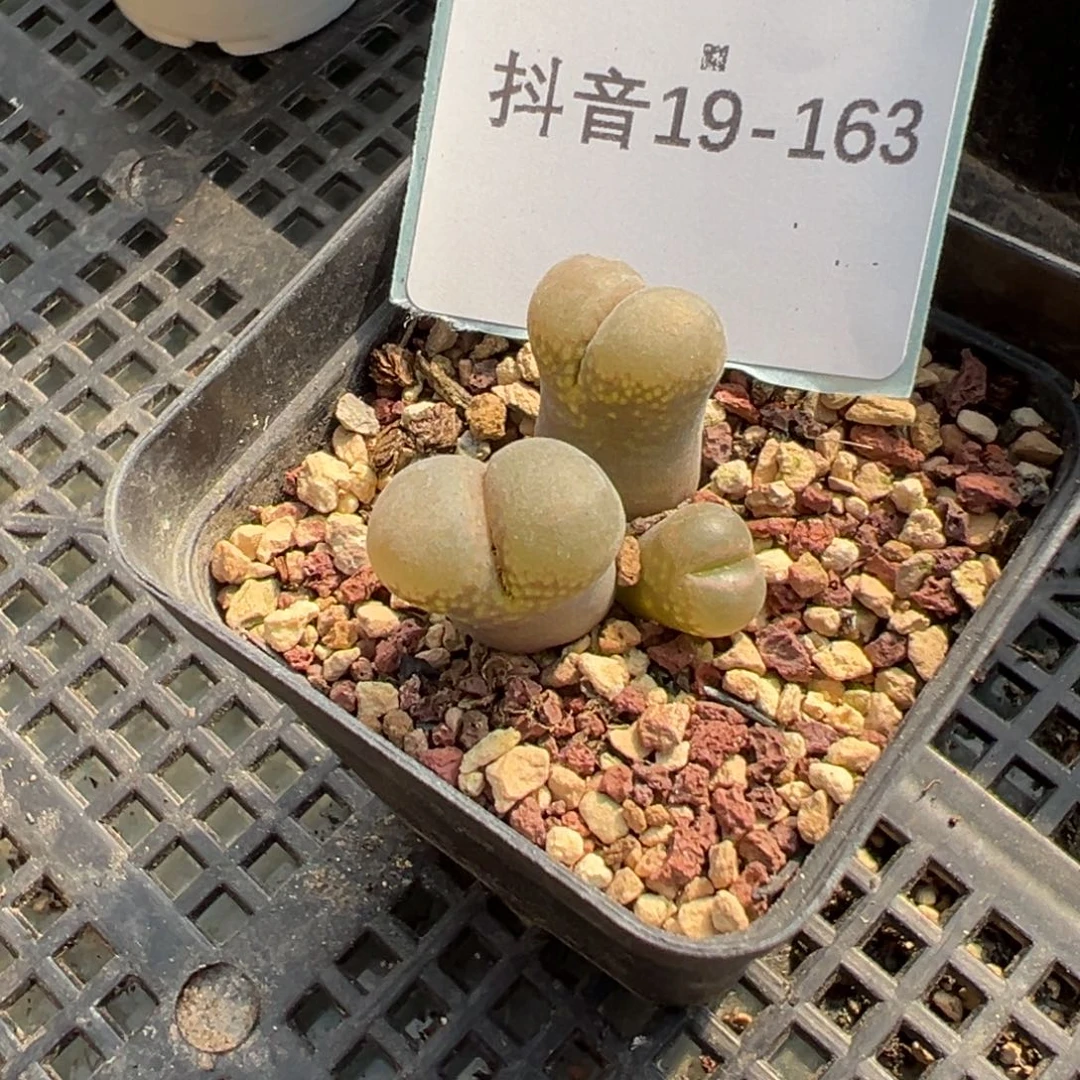 19-163肉锥多肉植物