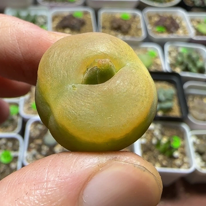 2.2+漂亮多肉植物68
