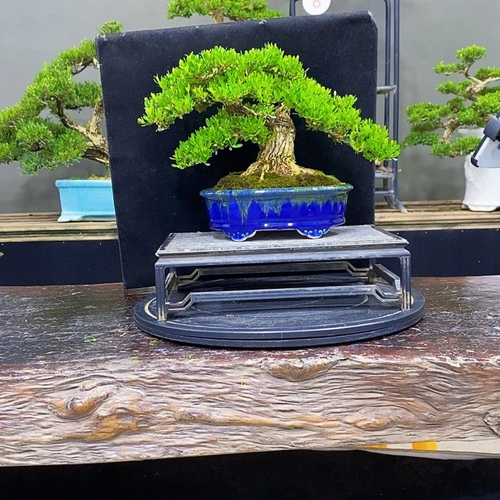 无花朵黄杨盆景四季常青
