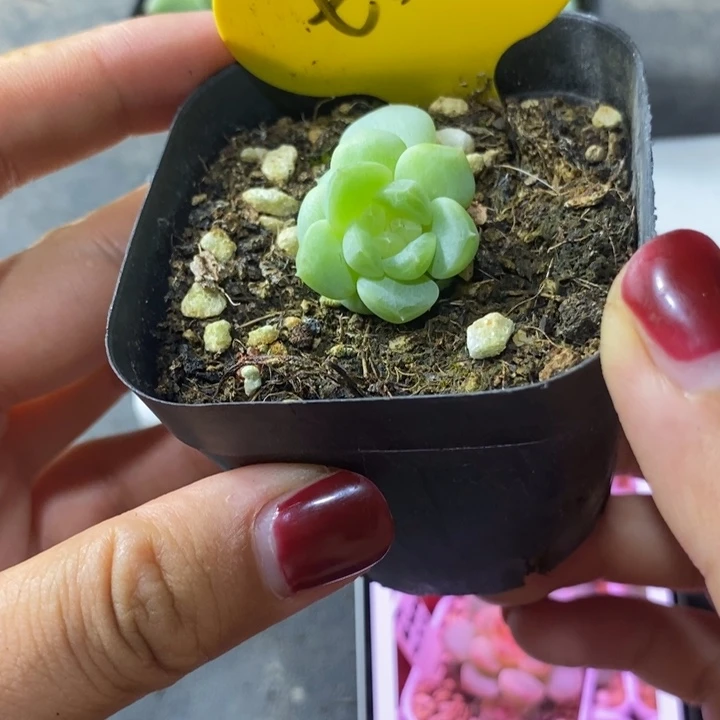 标签183果冻甜心to一个多肉