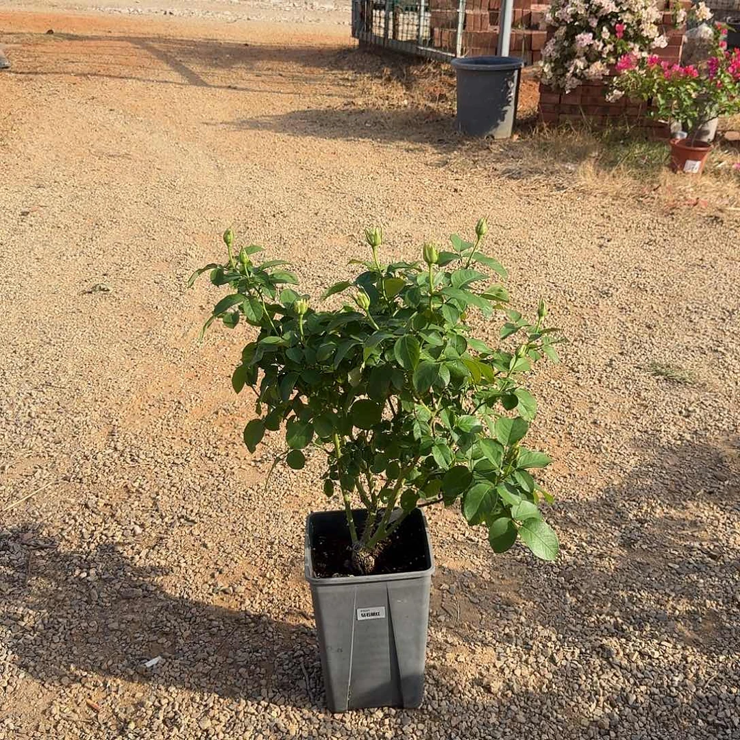 当前无花栽培后可以开花钻石腮红