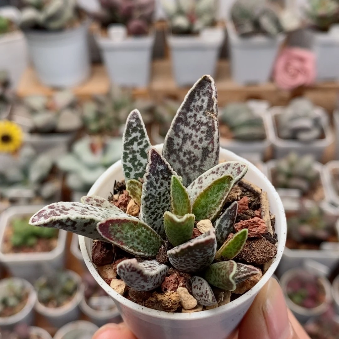 白孔雀水泡多肉植物