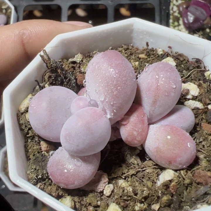 奶酪精品多肉植物