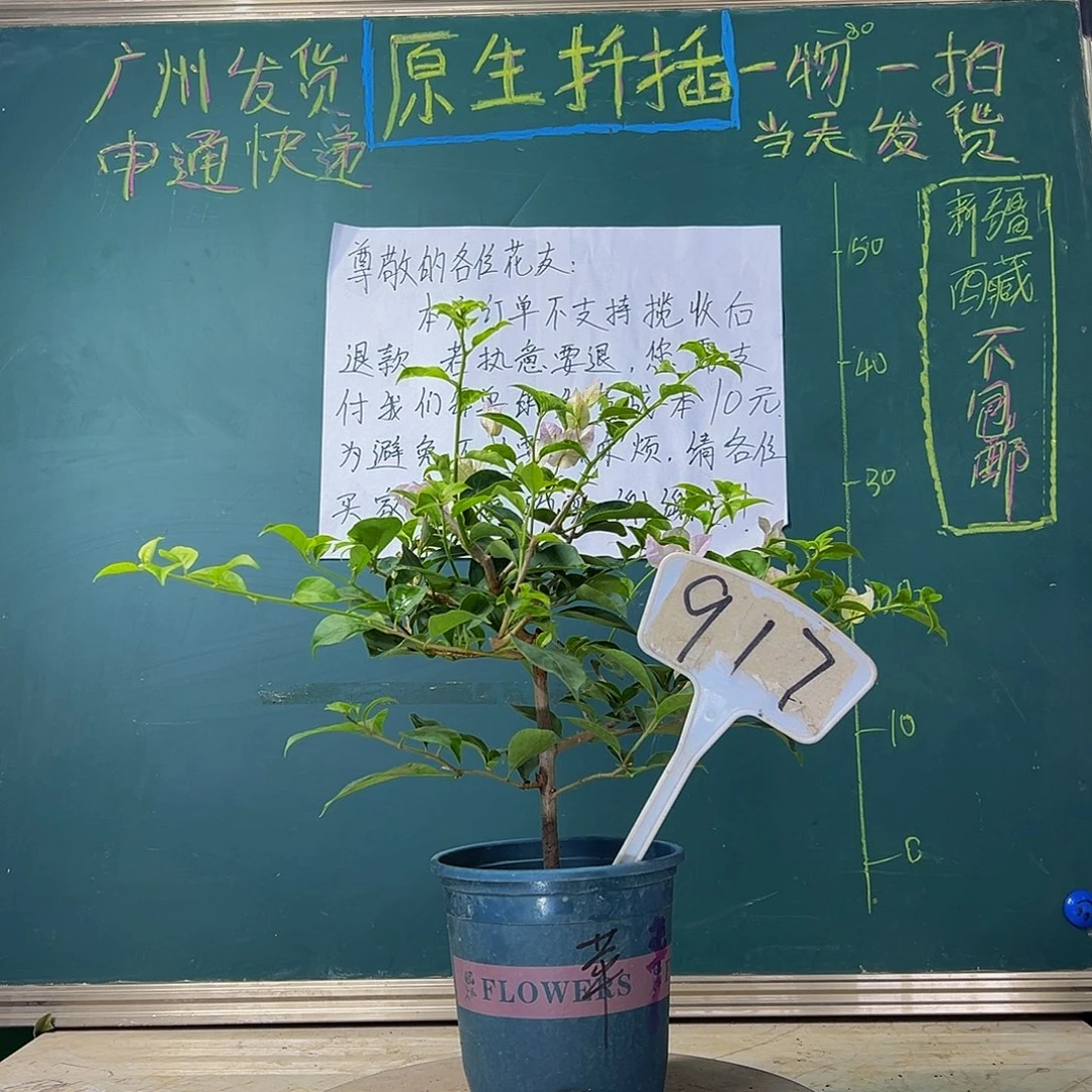 当前无花栽培后可以开花  福利 苹果花  917