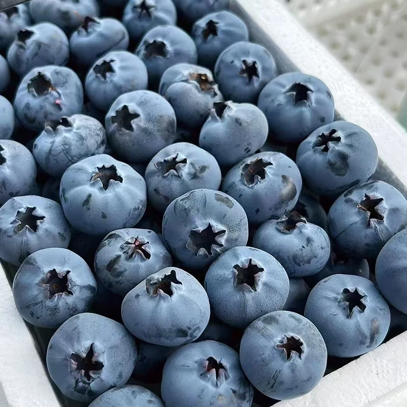 【蓝莓季】现摘蓝莓产地直发 甜脆多汁果霜18+mm散装1斤/2斤云南省