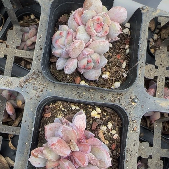 小****z093号2颗优选星影