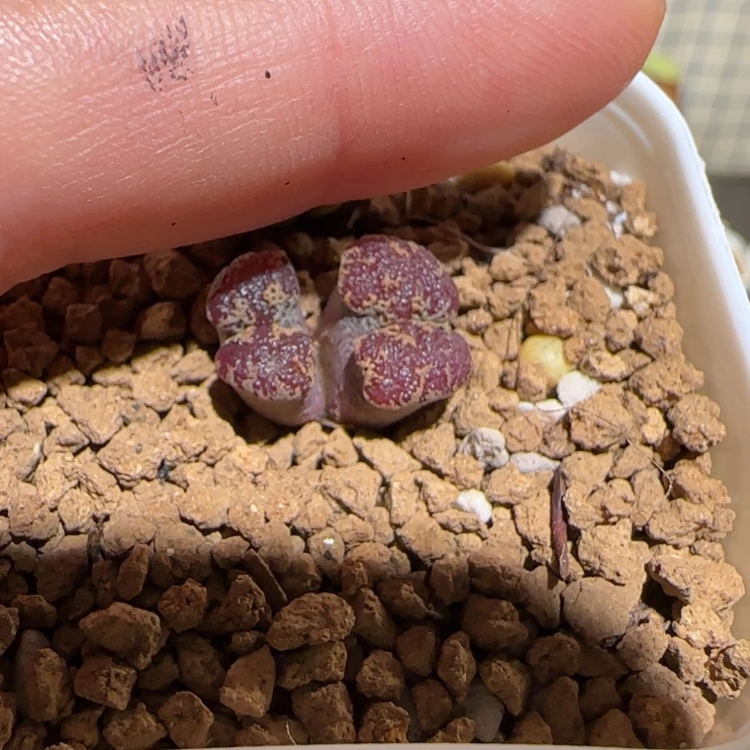 、****肉锥多肉植物组合-1597
