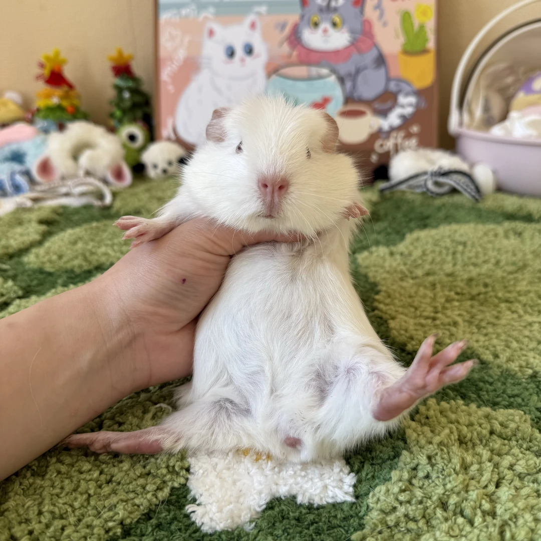 白皇冠猪猪弟弟白熊