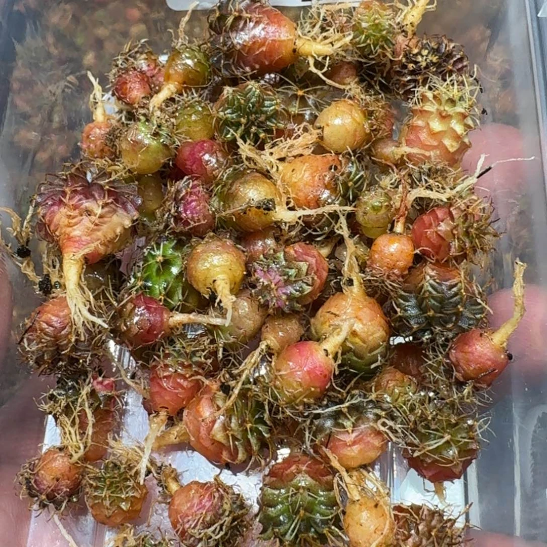 米哈实生自然锦练手球50颗左右196
