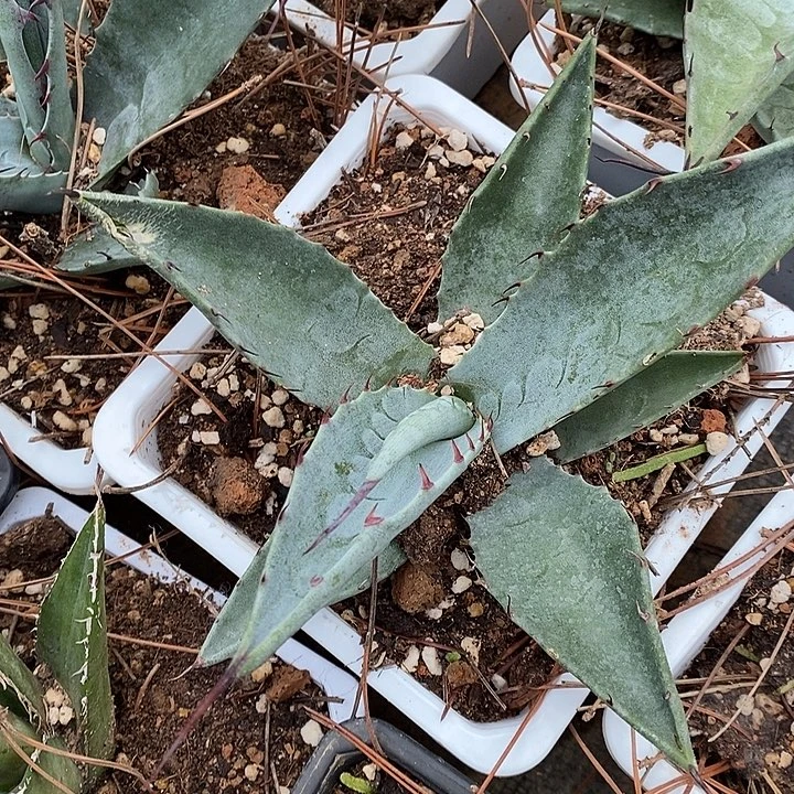 完美主义勿拍虚空杂交