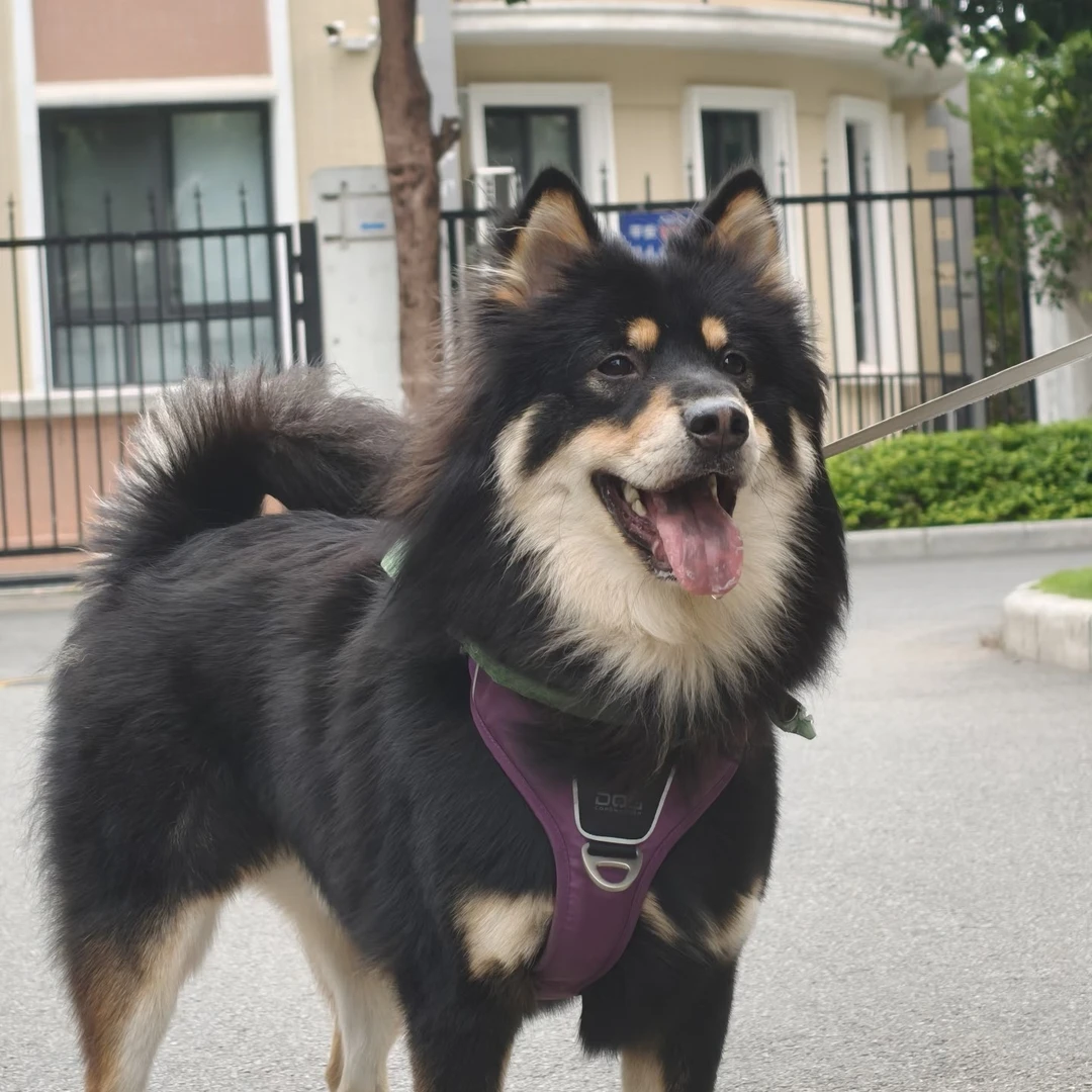 萌小筑四眼土松犬业保障