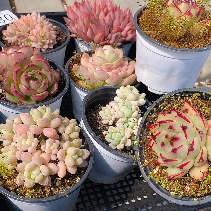 180 多肉植物盆栽花卉植物