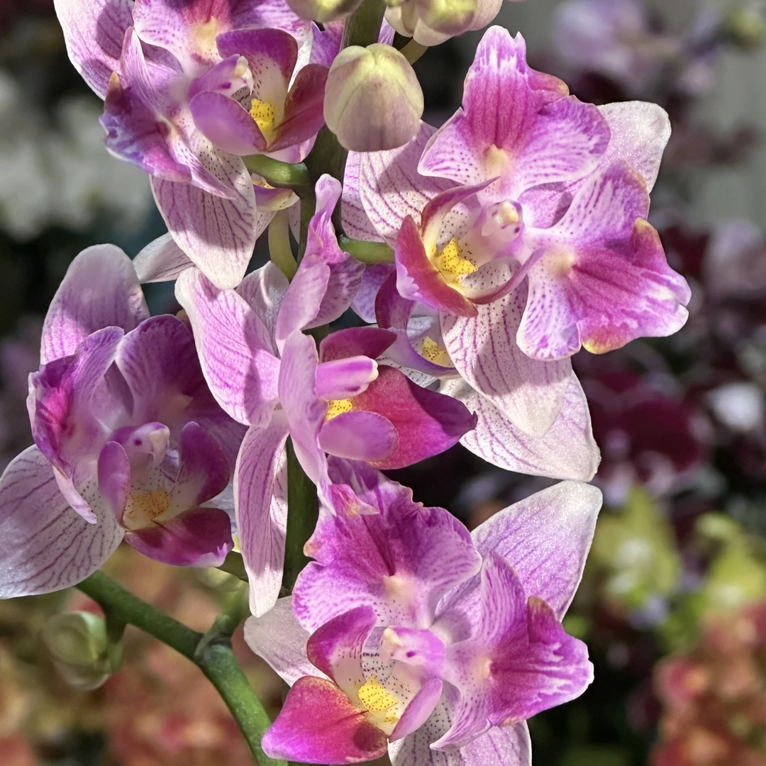 2.8蜡笔小新蝴蝶兰一颗，全场两颗起发