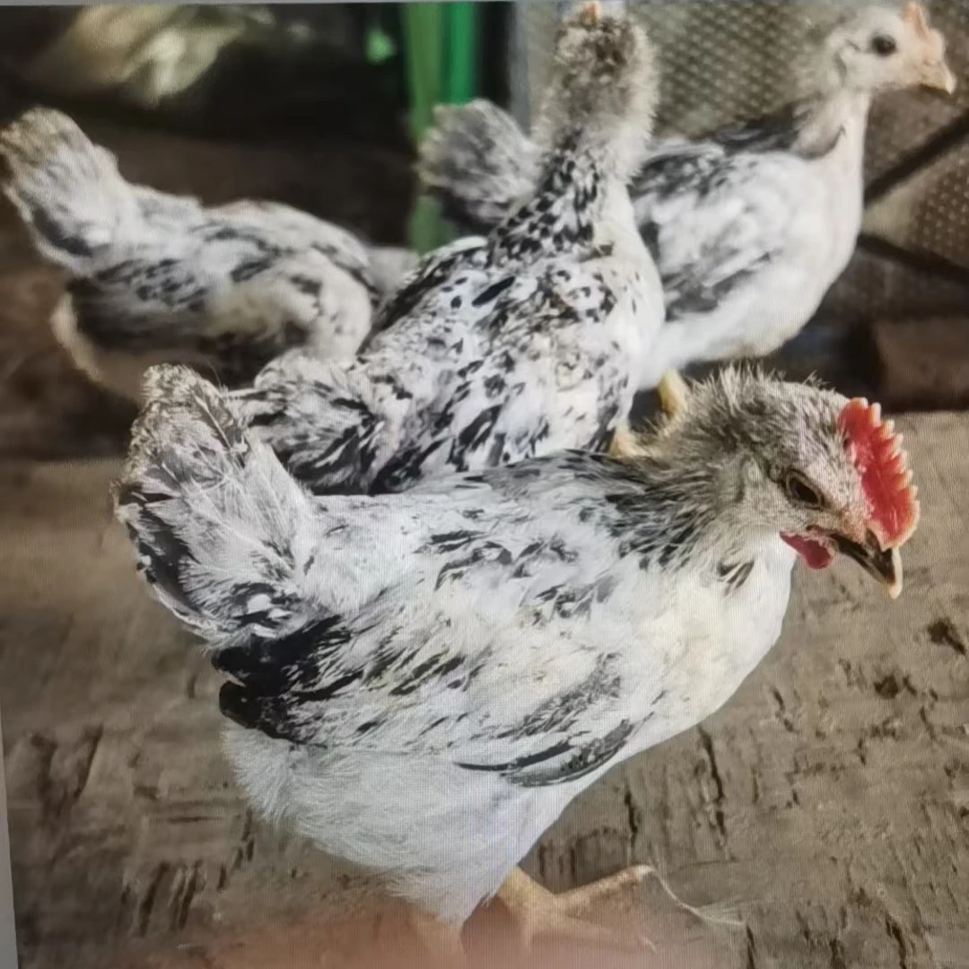 【买6只送2只】宠物鸡芦花鸡白色一斤左右发货
