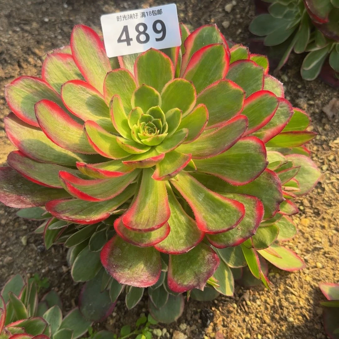 489粉花妖。多肉植物