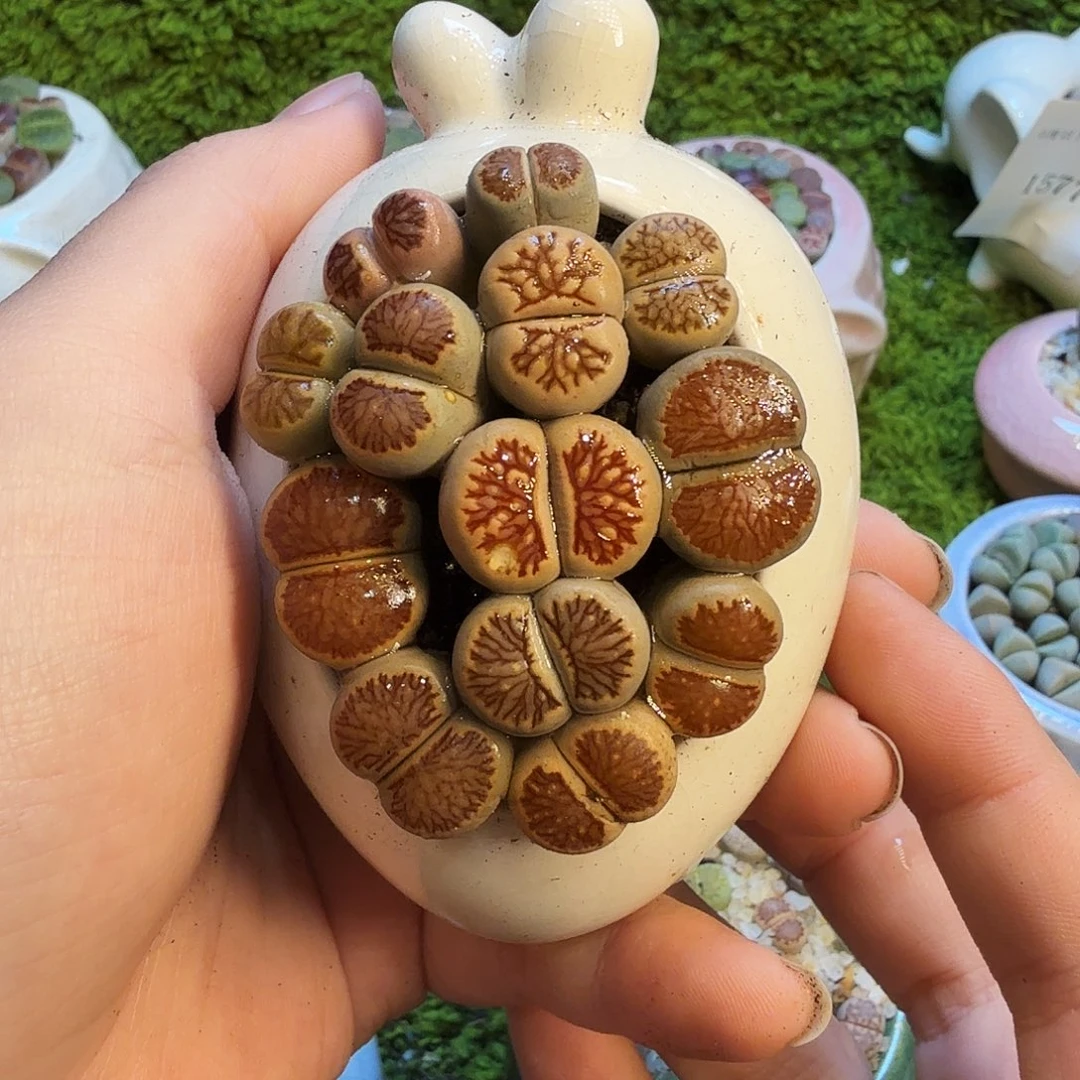 小***鱼多肉葡萄的味道真的1625