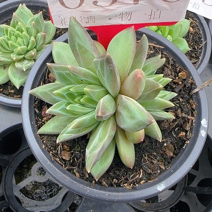 优选美人576多肉植物