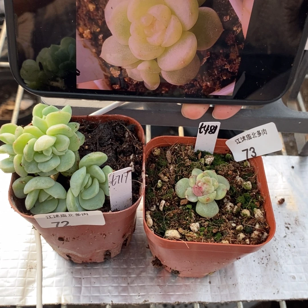 ?****?标签72群生717+标签73石化481