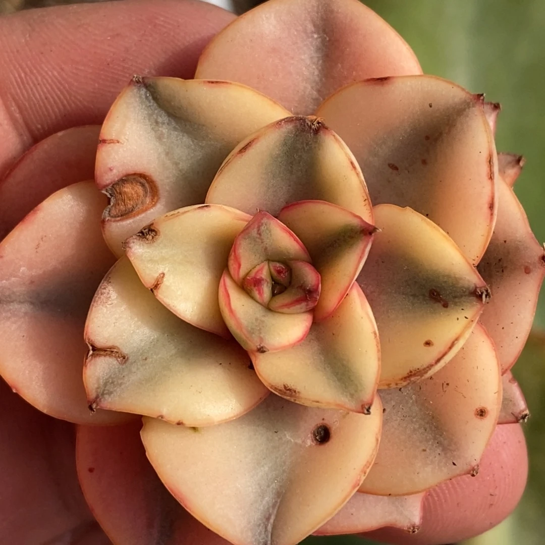 麒麟座锦宽锦单头带侧芽