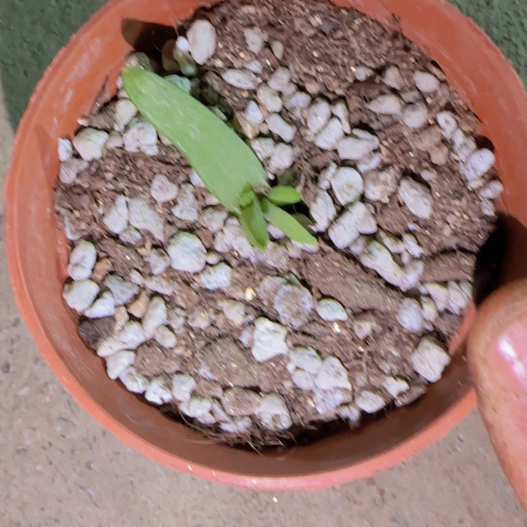 块根植物块根植物