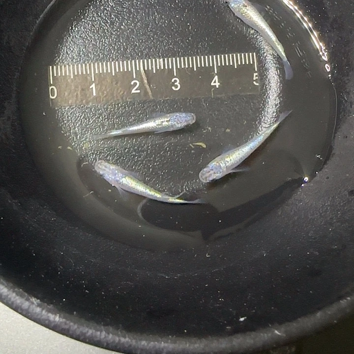 青鳉鱼青鱂海王星18