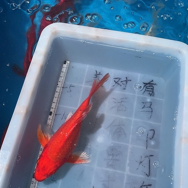 蝴蝶鲤鱼渔场直发77