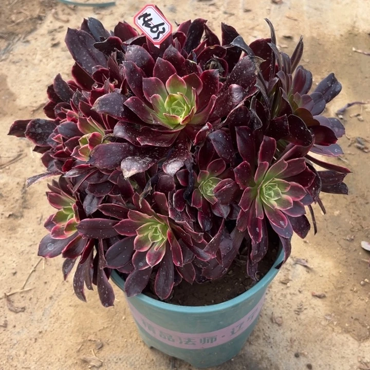 14-63金丝多肉植物处理