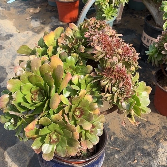 多肉植物缀化玫瑰5