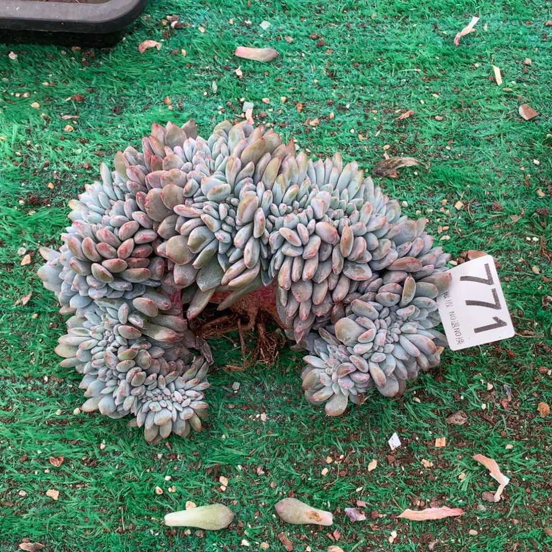 Z***o771橙子缀多肉植物