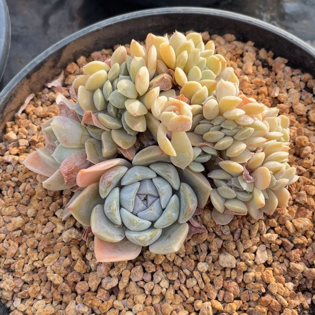 汉堡缀化 多肉植物