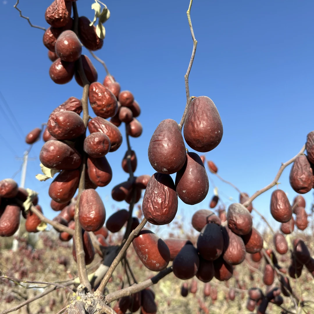 新疆和田大枣  特一级 5斤装 产地直发