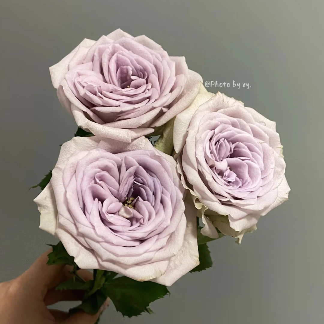 【香羿鲜花】钟楼怪人玫瑰10支/全场任意两单及以上包邮