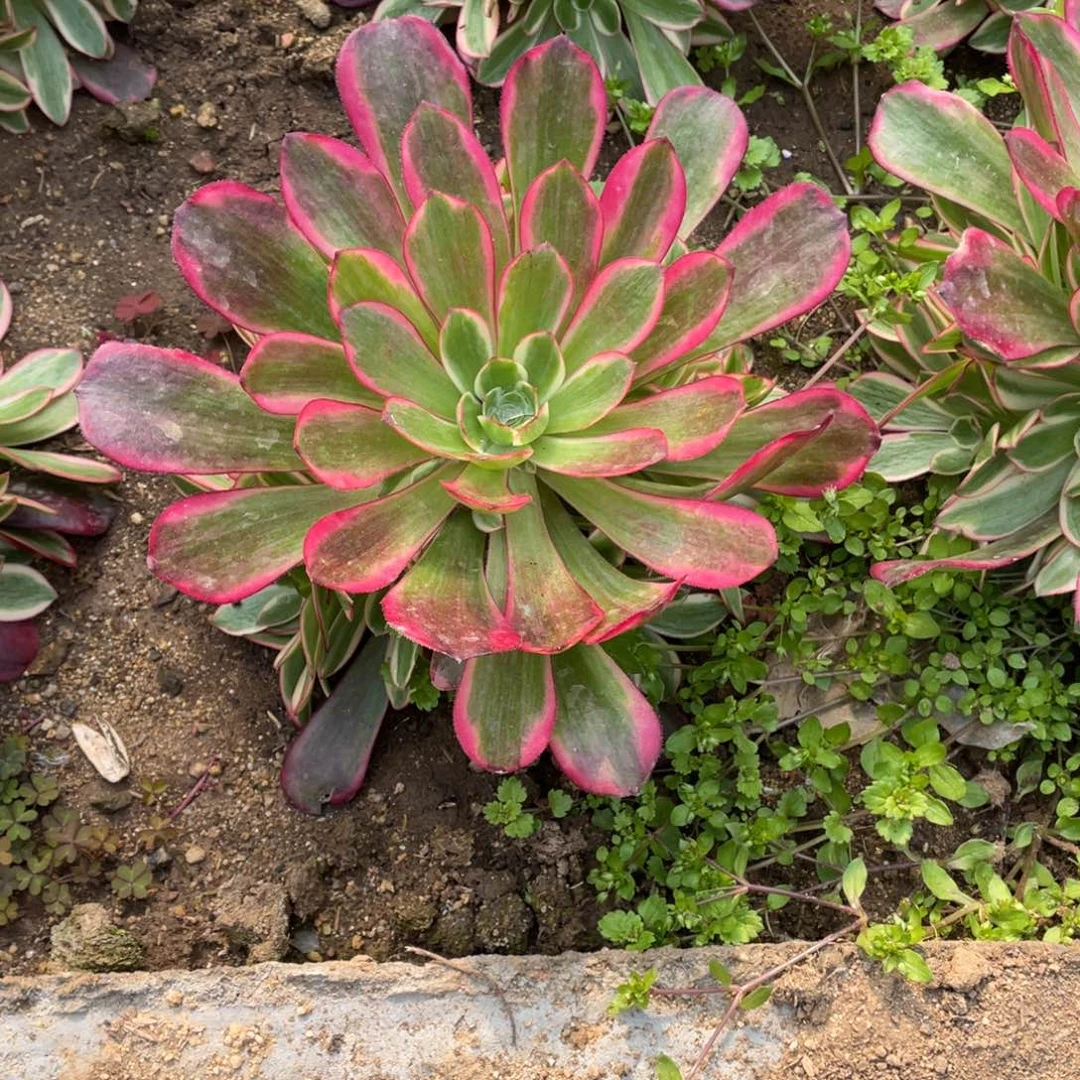 凤冠多肉法师断枝不包量