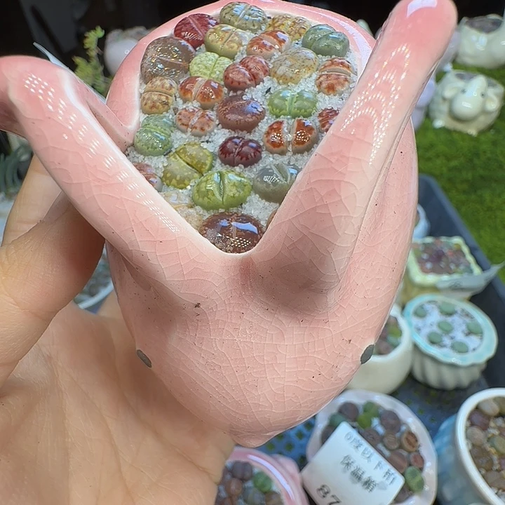 哈***描多肉植物开播福利908