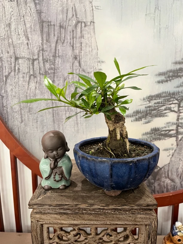 小叶栀子花盆景（四季常绿，开花复瓣，香，一物一拍